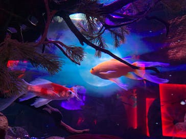 NARA KINGYO MUSEUMに投稿された画像（2024/9/8）