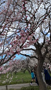 偕楽園本園に投稿された画像（2024/9/9）