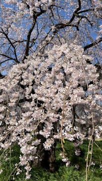 新宿御苑に投稿された画像（2024/9/9）