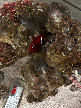 マクセル アクアパーク品川に投稿された画像（2024/9/9）