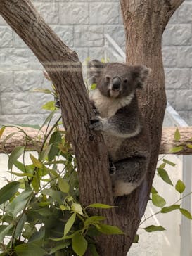 淡路ファームパーク イングランドの丘に投稿された画像（2024/9/9）