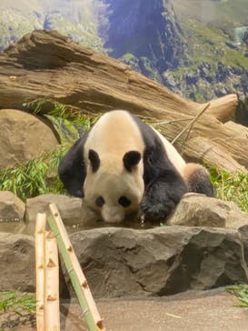 恩賜上野動物園に投稿された画像（2024/9/9）