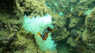 武藤潜水に投稿された画像（2024/9/9）