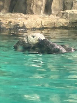 マリンワールド海の中道に投稿された画像（2024/9/9）