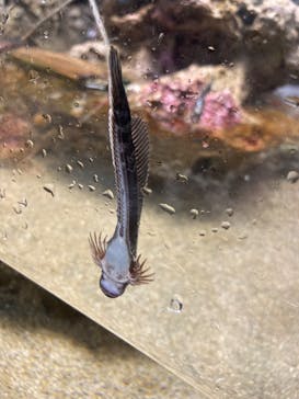 マリンワールド海の中道に投稿された画像（2024/9/9）