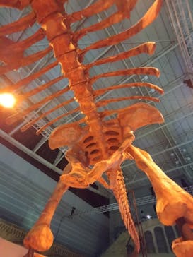 巨大恐竜展2024に投稿された画像（2024/9/9）