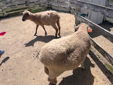 滋賀農業公園ブルーメの丘に投稿された画像（2024/9/9）