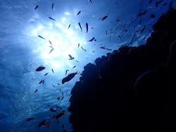 石垣島　ダイビングサービス島人に投稿された画像（2024/9/9）