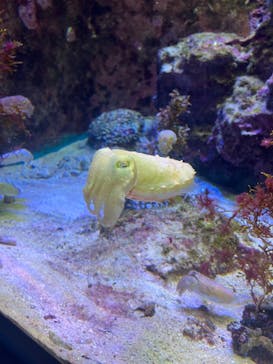 沖縄美ら海水族館に投稿された画像（2024/9/9）