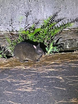 奄美ガイド「太古の森」に投稿された画像（2024/9/9）