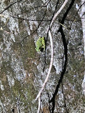 奄美ガイド「太古の森」に投稿された画像（2024/9/9）