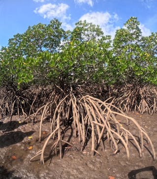 西表島 ADVENTURE PiPi（アドベンチャーピピ）に投稿された画像（2024/9/9）