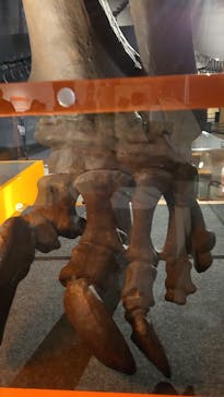 福井県立恐竜博物館に投稿された画像（2024/9/9）