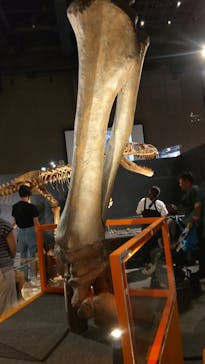 福井県立恐竜博物館に投稿された画像（2024/9/9）