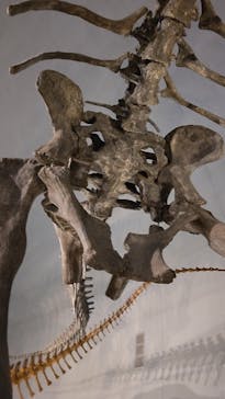 福井県立恐竜博物館に投稿された画像（2024/9/9）