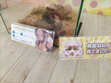 JOYPOLIS 特別イベントスペースに投稿された画像（2024/9/9）