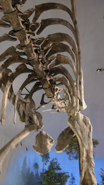 福井県立恐竜博物館に投稿された画像（2024/9/9）