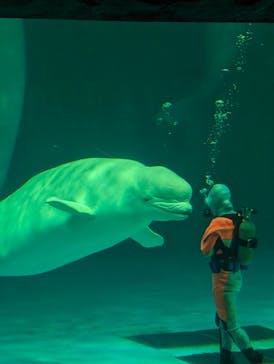 鴨川シーワールドに投稿された画像（2024/9/9）