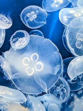 鴨川シーワールドに投稿された画像（2024/9/9）