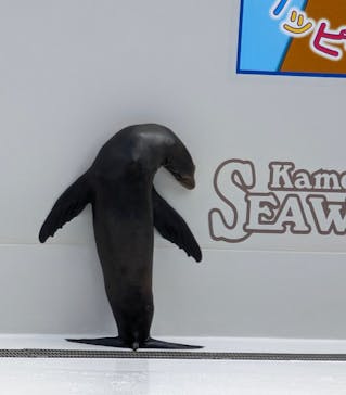 鴨川シーワールドに投稿された画像（2024/9/9）