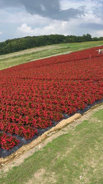 ひるがのピクニックガーデンに投稿された画像（2024/9/9）