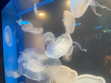 しながわ水族館に投稿された画像（2024/9/9）