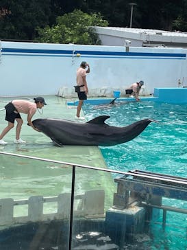 しながわ水族館に投稿された画像（2024/9/9）