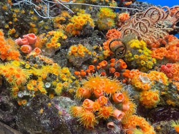 しながわ水族館に投稿された画像（2024/9/9）