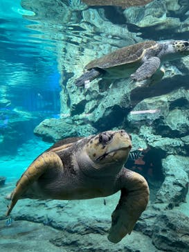 名古屋港水族館に投稿された画像（2024/9/9）