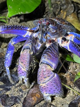 西表島 ADVENTURE PiPi（アドベンチャーピピ）に投稿された画像（2024/9/9）