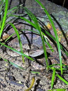 西表島 ADVENTURE PiPi（アドベンチャーピピ）に投稿された画像（2024/9/9）