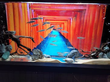 UWS AQUARIUM GA☆KYOに投稿された画像（2024/9/9）