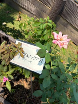 西武園ゆうえんちに投稿された画像（2024/9/9）