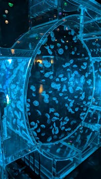 マクセル アクアパーク品川に投稿された画像（2024/9/9）