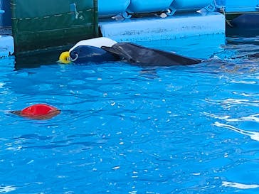 名古屋港水族館に投稿された画像（2024/9/9）