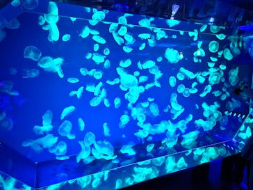 名古屋港水族館に投稿された画像（2024/9/9）