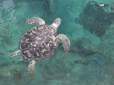 名古屋港水族館に投稿された画像（2024/9/9）