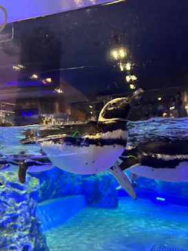 すみだ水族館に投稿された画像（2024/9/9）