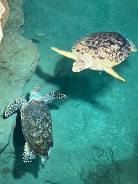 名古屋港水族館に投稿された画像（2024/9/9）
