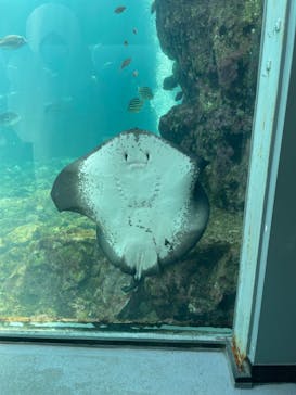 下田海中水族館に投稿された画像（2024/9/10）
