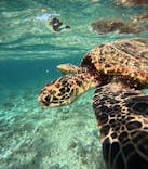 宮古島 ADVENTURE PiPi（ミヤコジマ アドベンチャー ピピ）に投稿された画像（2024/9/10）