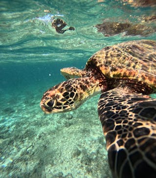 宮古島 ADVENTURE PiPi（ミヤコジマ アドベンチャー ピピ）に投稿された画像（2024/9/10）