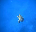  マリンショップHAPPYに投稿された画像（2024/9/10）