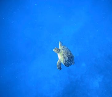  マリンショップHAPPYに投稿された画像（2024/9/10）