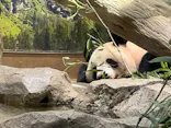 恩賜上野動物園に投稿された画像（2024/9/10）
