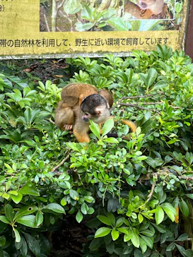 石垣やいま村に投稿された画像（2024/9/10）