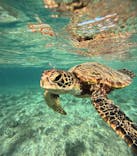 宮古島 ADVENTURE PiPi（ミヤコジマ アドベンチャー ピピ）に投稿された画像（2024/9/10）