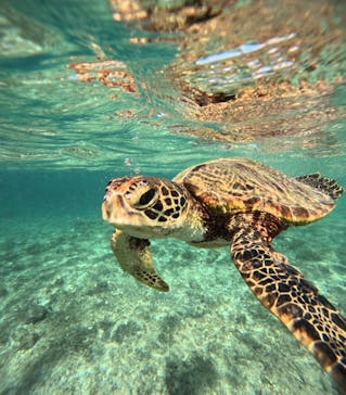 宮古島 ADVENTURE PiPi（ミヤコジマ アドベンチャー ピピ）に投稿された画像（2024/9/10）