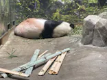 恩賜上野動物園に投稿された画像（2024/9/10）