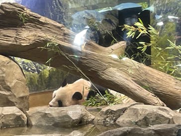 恩賜上野動物園に投稿された画像（2024/9/10）